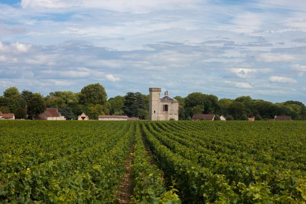 Quels sont les meilleurs circuits pour une randonnée à travers les vignobles en France?